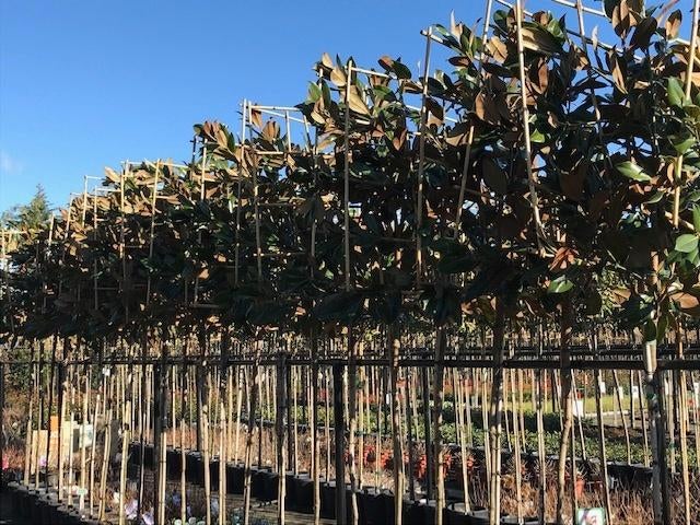 lei magnolia grandiflora 340 cm hoog 10-12 wintergroen, Tuin en Terras, Planten | Bomen, Leiboom, Lente, 250 tot 400 cm, Ophalen