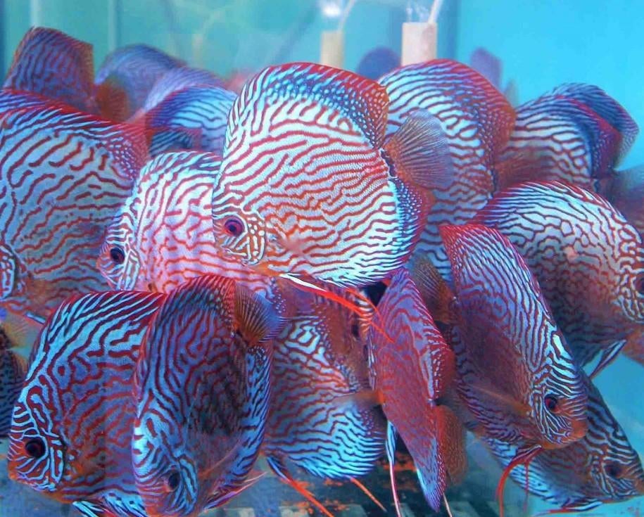 Discus Red Turquoise ca 12 cm - siner - Koidream Valburg, Dieren en Toebehoren, Vissen | Aquariumvissen, Vis, Zoetwatervis