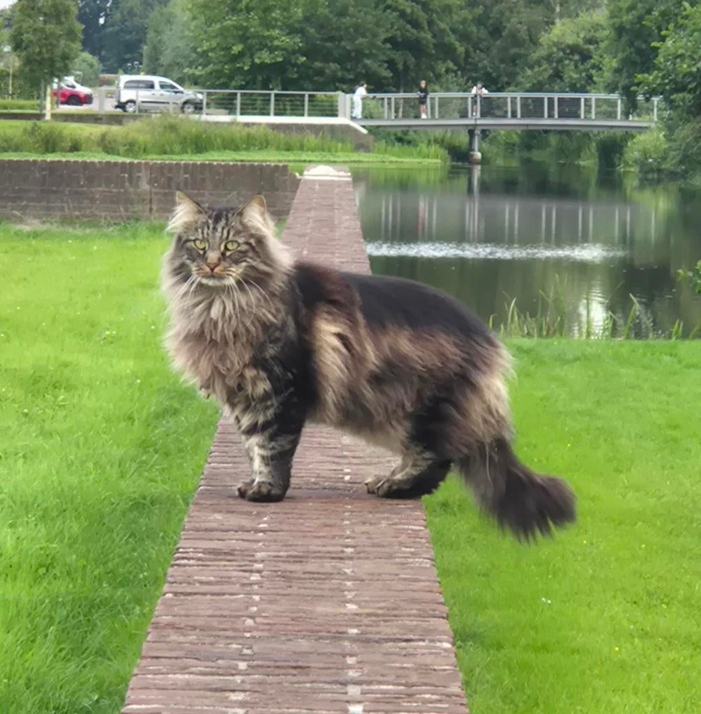Niet te koop Thor we missen je. Maine Coon, Noorse Boskat, Poes