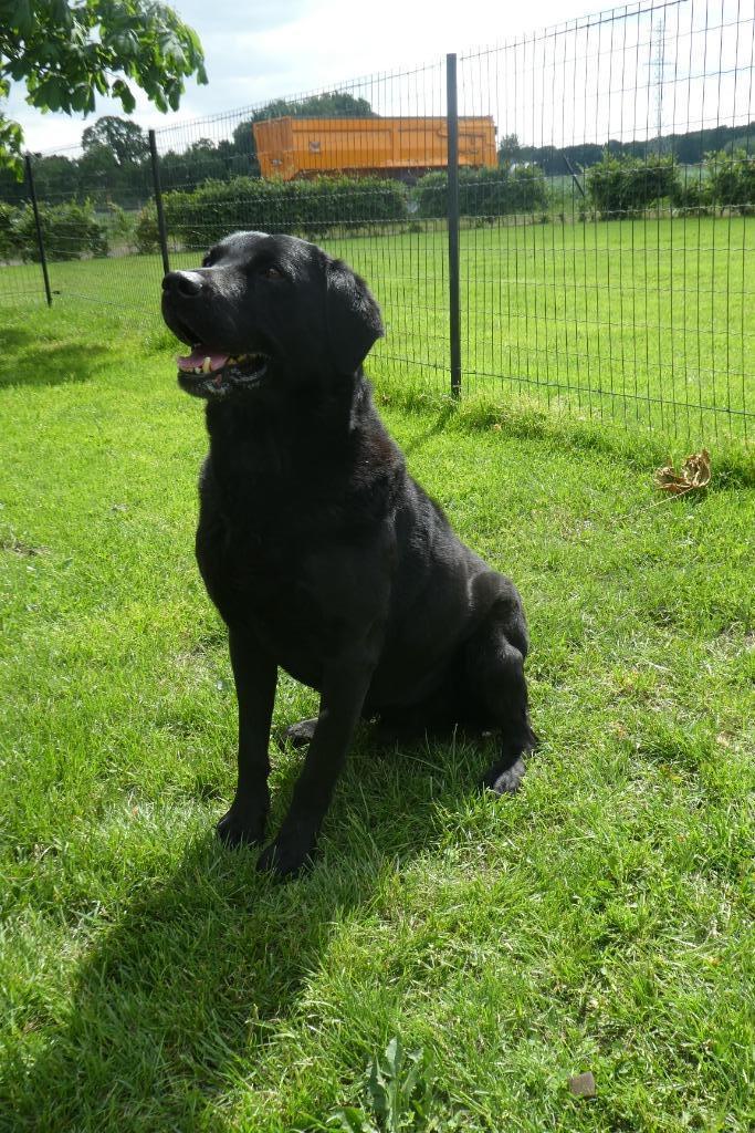 labrador dekreu, Dieren en Toebehoren, Honden | Dekreuen, 6 jaar of ouder, Reu, Eén hond, Nederland