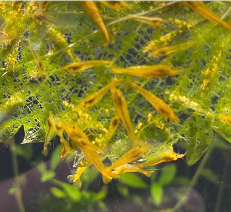 Gele garnalen op kraanwater 30 stuks kweekgroep, Dieren en Toebehoren, Vissen | Aquariumvissen, Kreeft, Krab of Garnaal