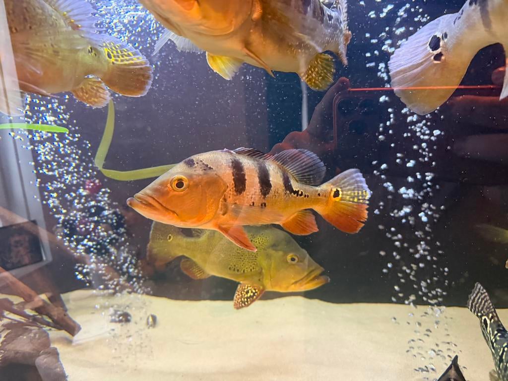 2 x chicla kelberi, Vis