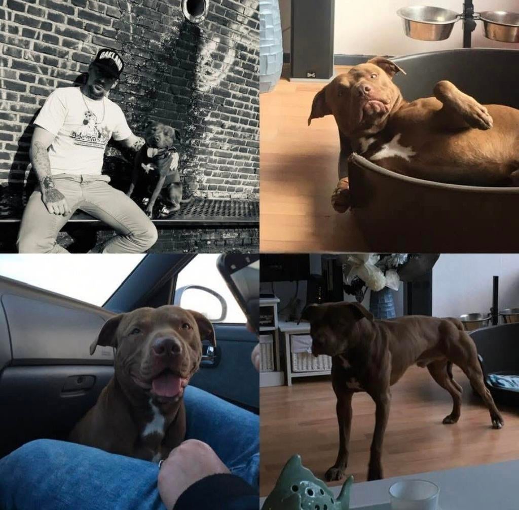 Ampit [Amerikaanse pitbull terriër] Dekreu, 6 jaar of ouder, Reu, Eén hond, Nederland