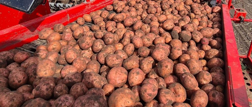 Bildtstar aardappels te koop, Ophalen