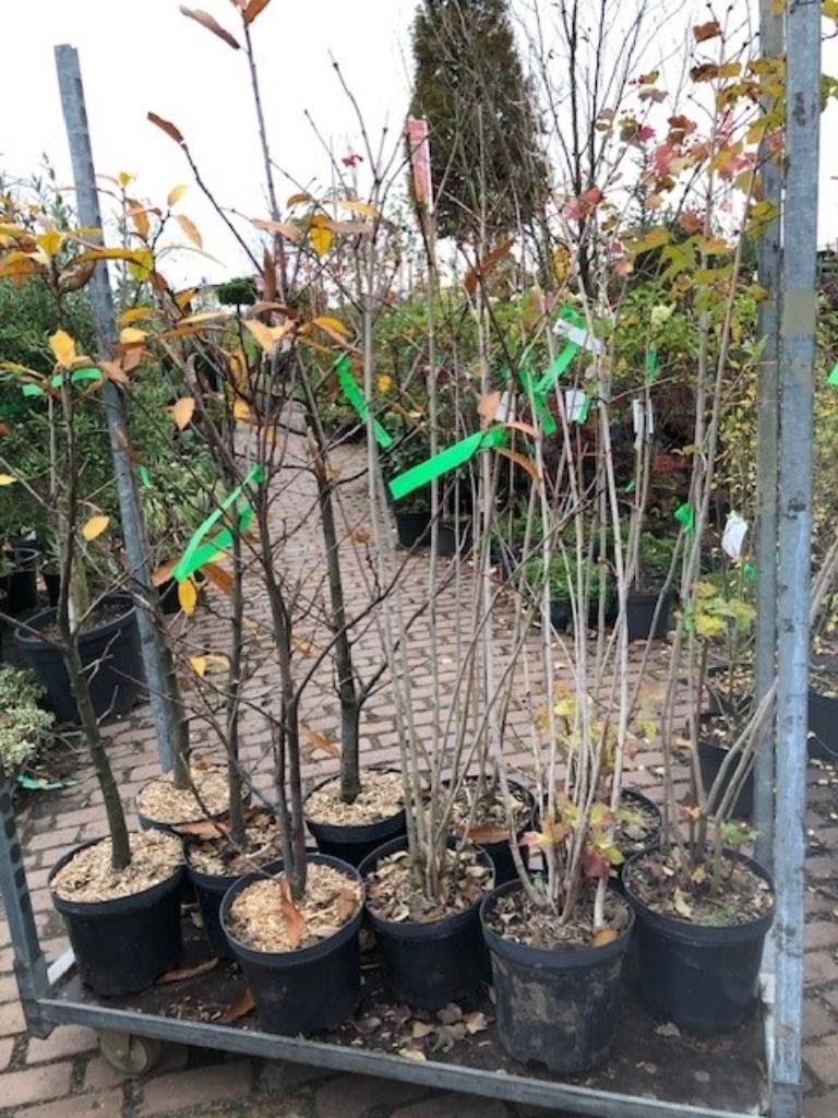 Nieuw!! Veel soorten heesters en kleine bomen!! Nu planten!!, Ophalen, Overige soorten, Struik, 100 tot 250 cm