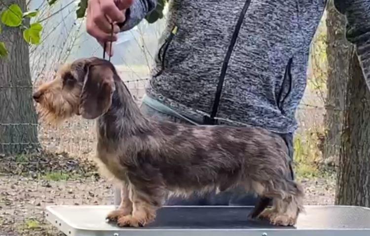 Knappe kaninchen teckel dekreu, Reu, Parvo, Eén hond, 3 tot 5 jaar