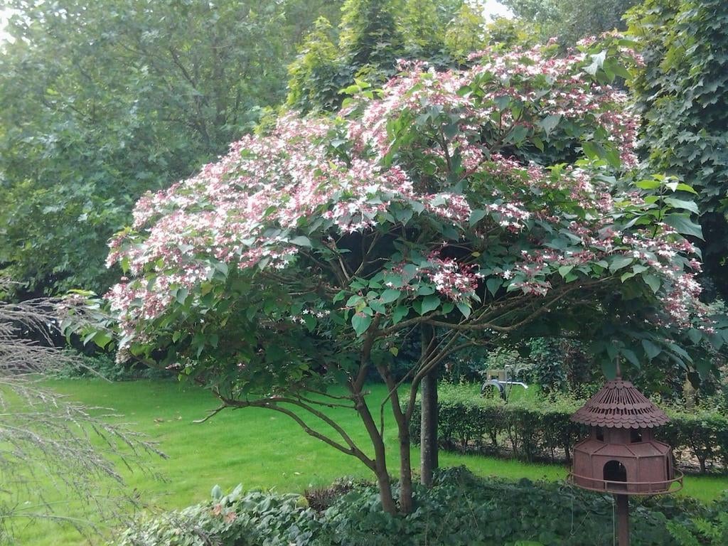 Clerodendrum trichotomum - Pindakaasboom - stamomtrek 18-20, Halfschaduw, Overige soorten, Minder dan 100 cm, Zomer