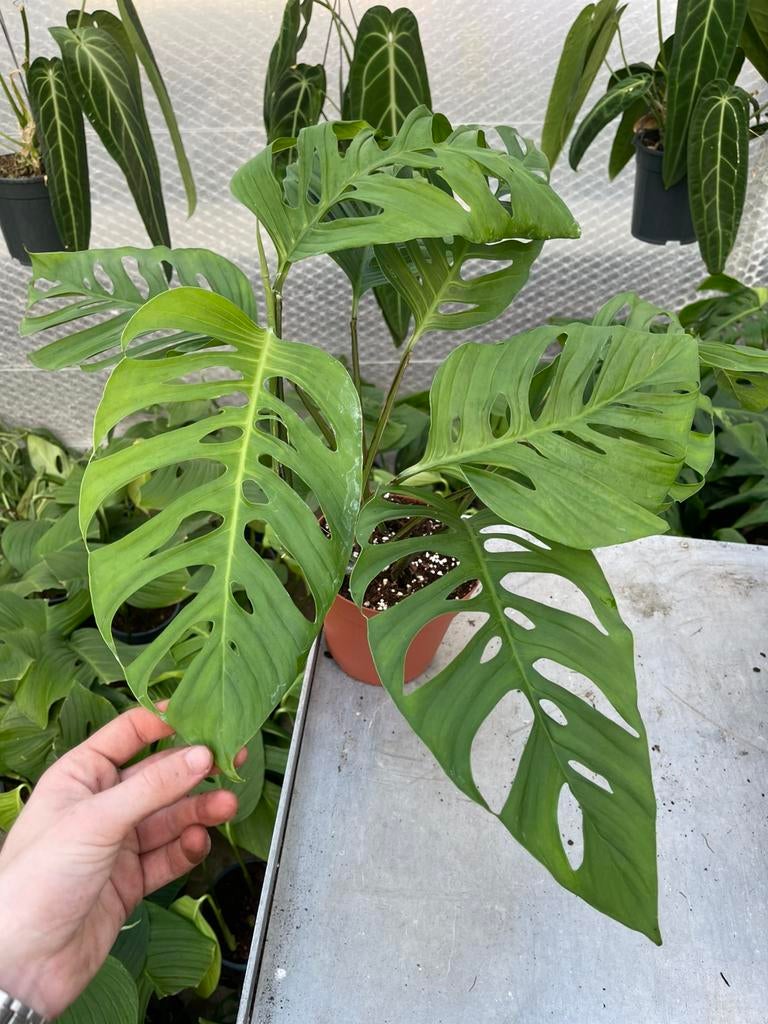 Monstera Xantospatha XL, Huis en Inrichting, Kamerplanten, Ophalen of Verzenden, Halfschaduw, Minder dan 100 cm
