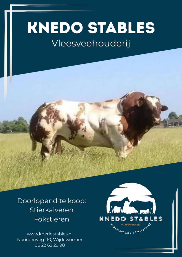 Dikbilstieren, Dieren en Toebehoren, Meerdere dieren