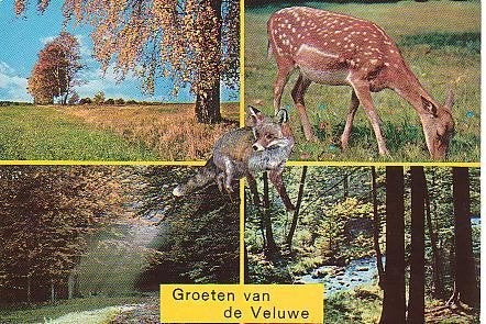 Ansichtkaart 	Veluwe	4-luik	Damhert, Verzenden, 1980 tot heden, Gelopen, Gelderland