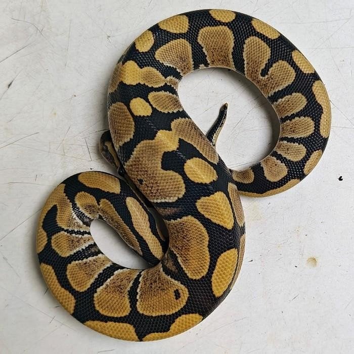 python regius