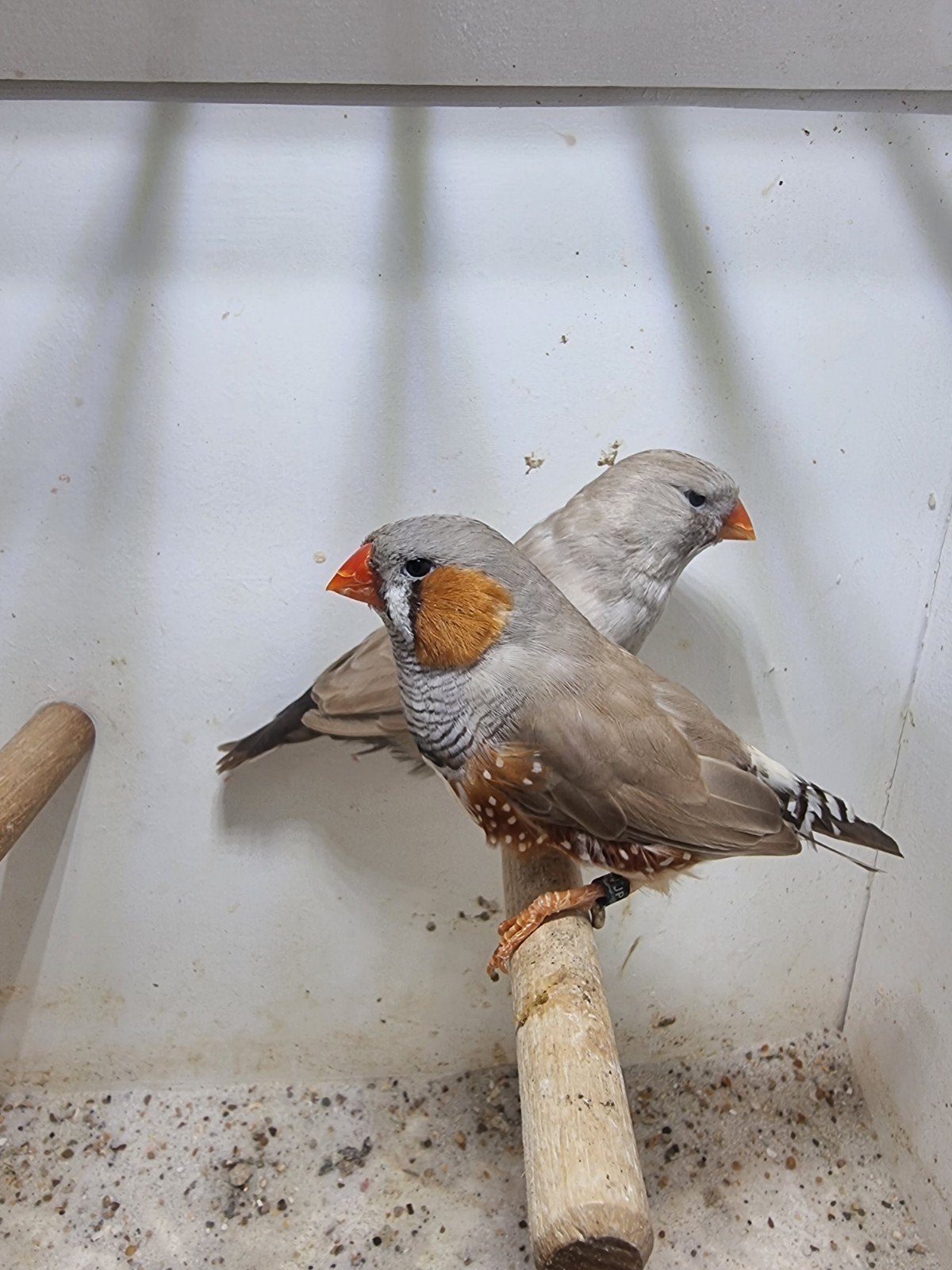 Te koop koppel charcoal bruin, Meerdere dieren