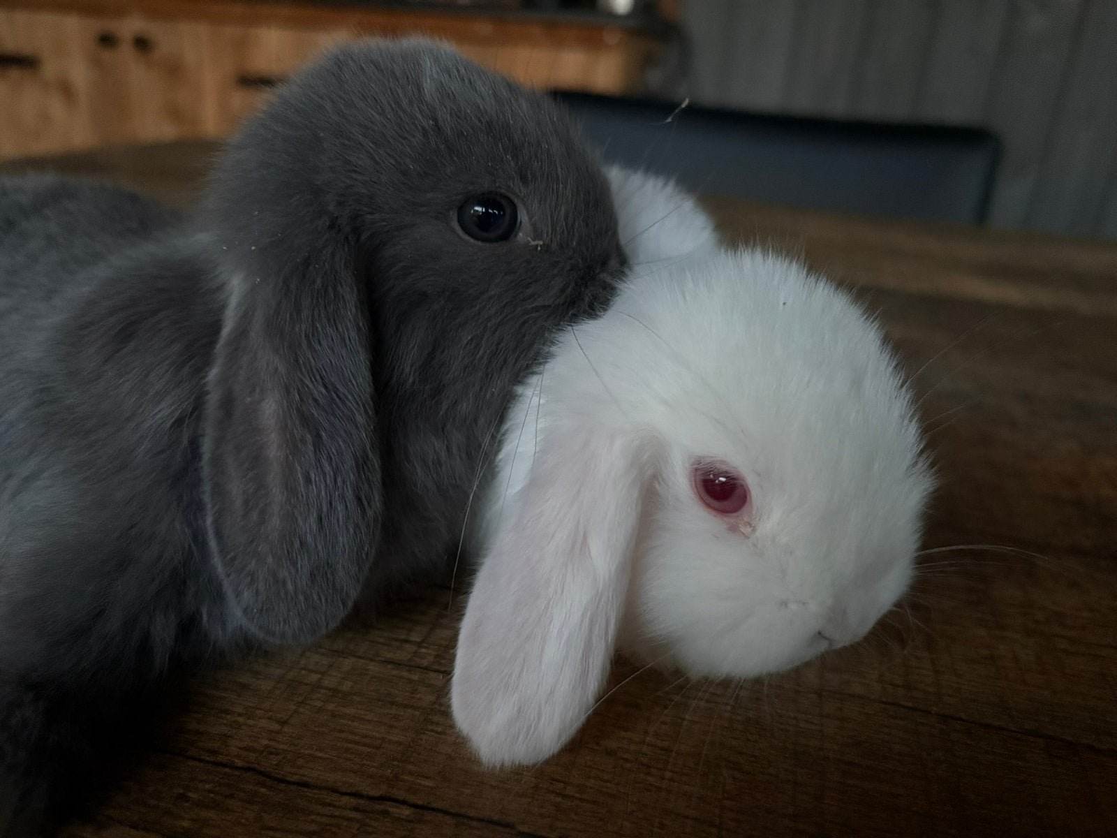 Mooi nhd konijnenkoppel, Meerdere dieren, Dwerg, Hangoor, 0 tot 2 jaar
