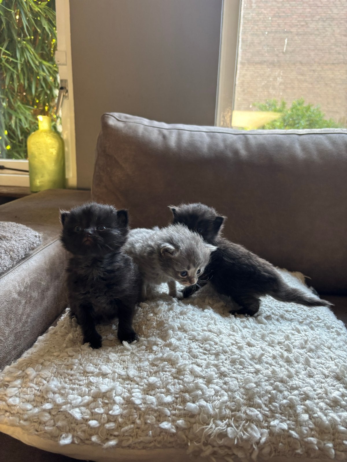 Ragdoll kittens te koop, Dieren en Toebehoren, Meerdere dieren, Langharig