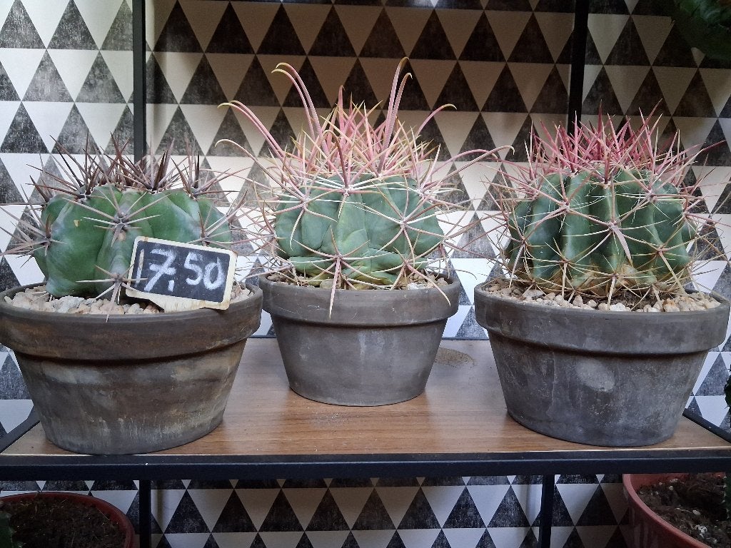 Bijzondere Cactussen in terracotta pot. 2 voor € 30,-, Ophalen, Cactus, Minder dan 100 cm, Volle zon