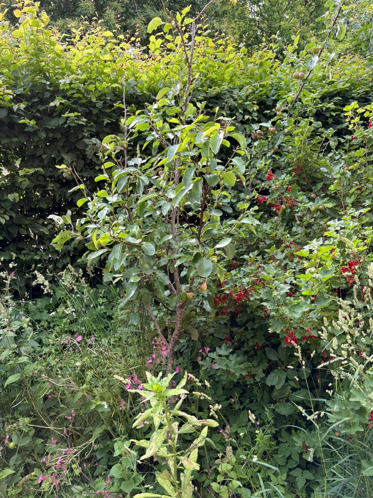 Perenboom, Tuin en Terras, Planten | Bomen, Overige soorten, 100 tot 250 cm, Zomer, Ophalen