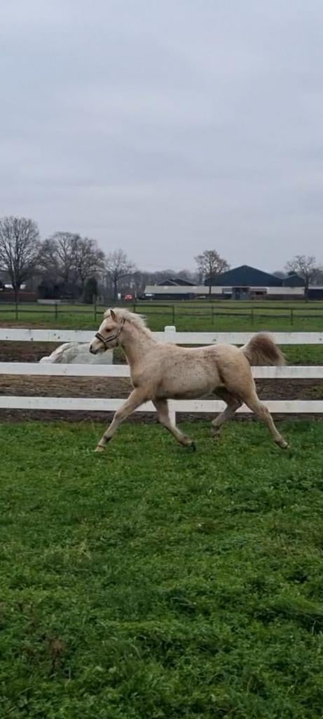 verschillende WELSH B pony s te koop, Dieren en Toebehoren, Met stamboom, 0 tot 2 jaar, C pony (1.27m tot 1.37m), Onbeleerd