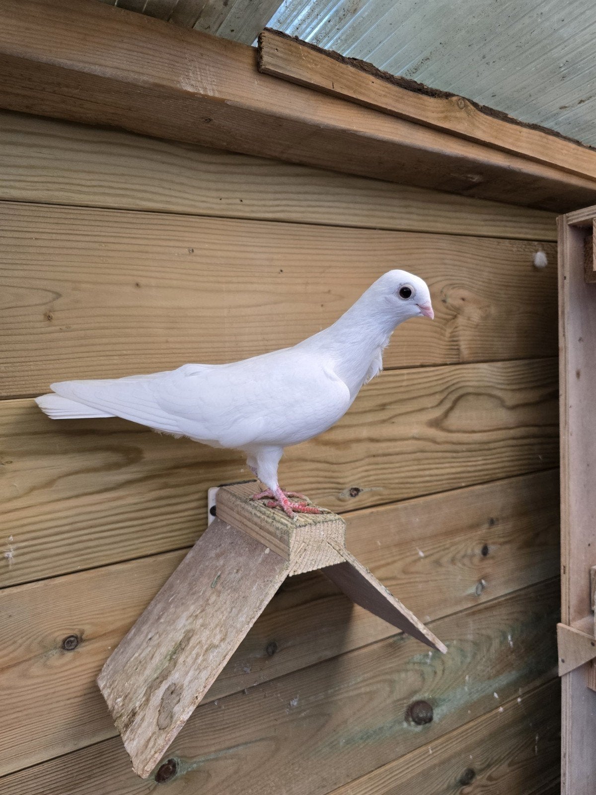 3 witte Figurita's van 2026 te koop, Meerdere dieren, Overige soorten