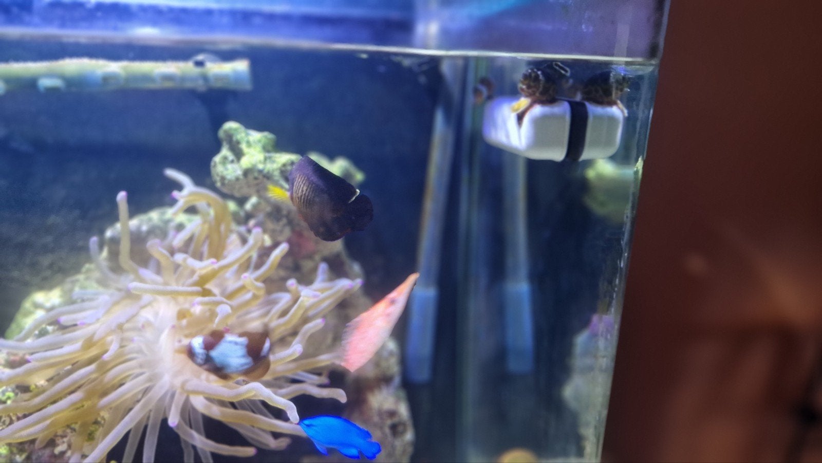 blue marine 120 zeeaqaurium rsled90 verl met vis anemoon etc, Dieren en Toebehoren, Ophalen, Gevuld zeewateraquarium, Gebruikt