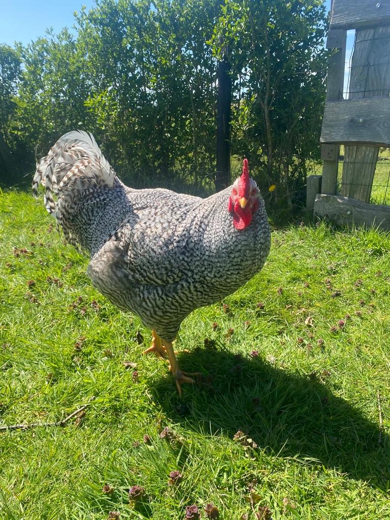 Amrock haan, Dieren en Toebehoren, Mannelijk, Kip