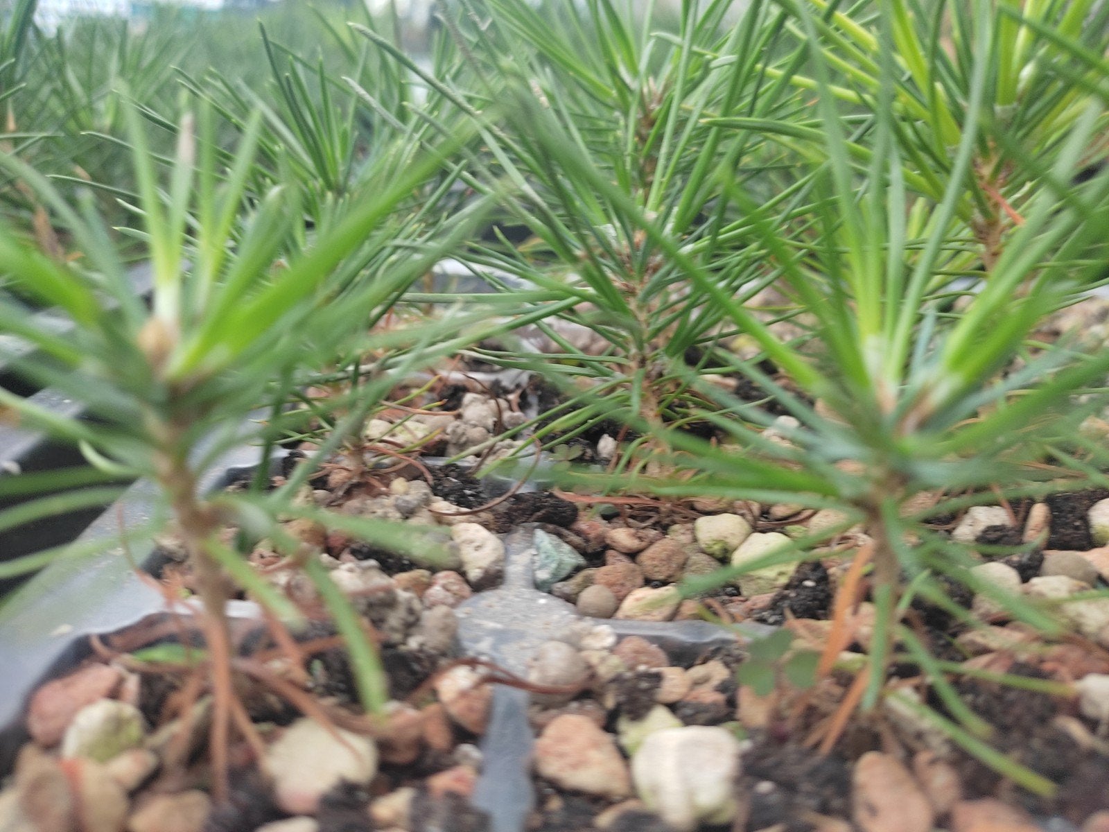 Japanse Zwarte Den Zaailingen - Tray, Tuin en Terras, Ophalen of Verzenden, Bloeit niet, Vaste plant, Volle zon
