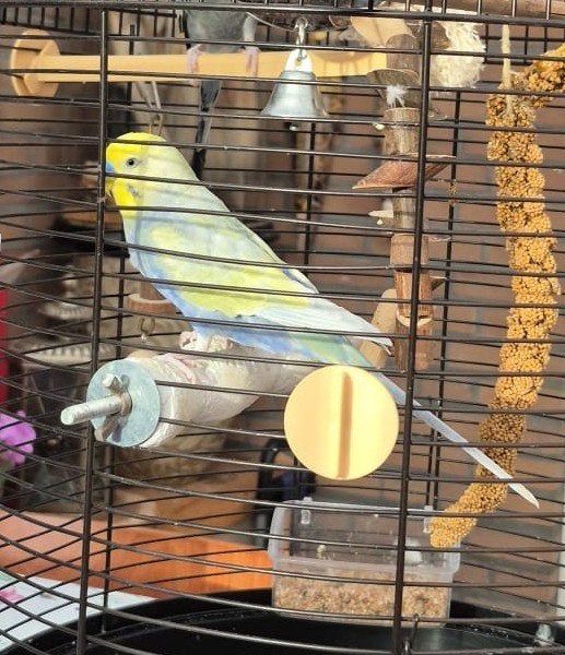 Parkietje Jewel vermist, Vogel