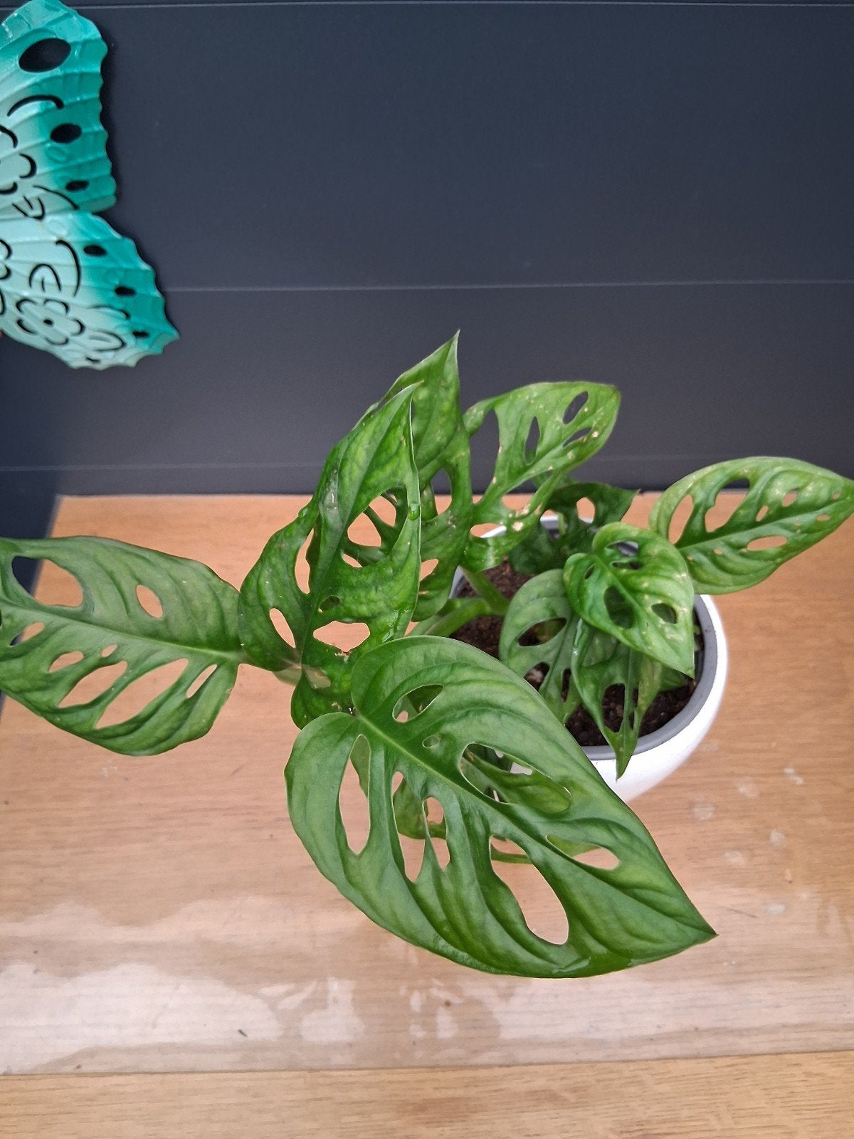 Monstera Adansonii - Gatenplant, Ophalen