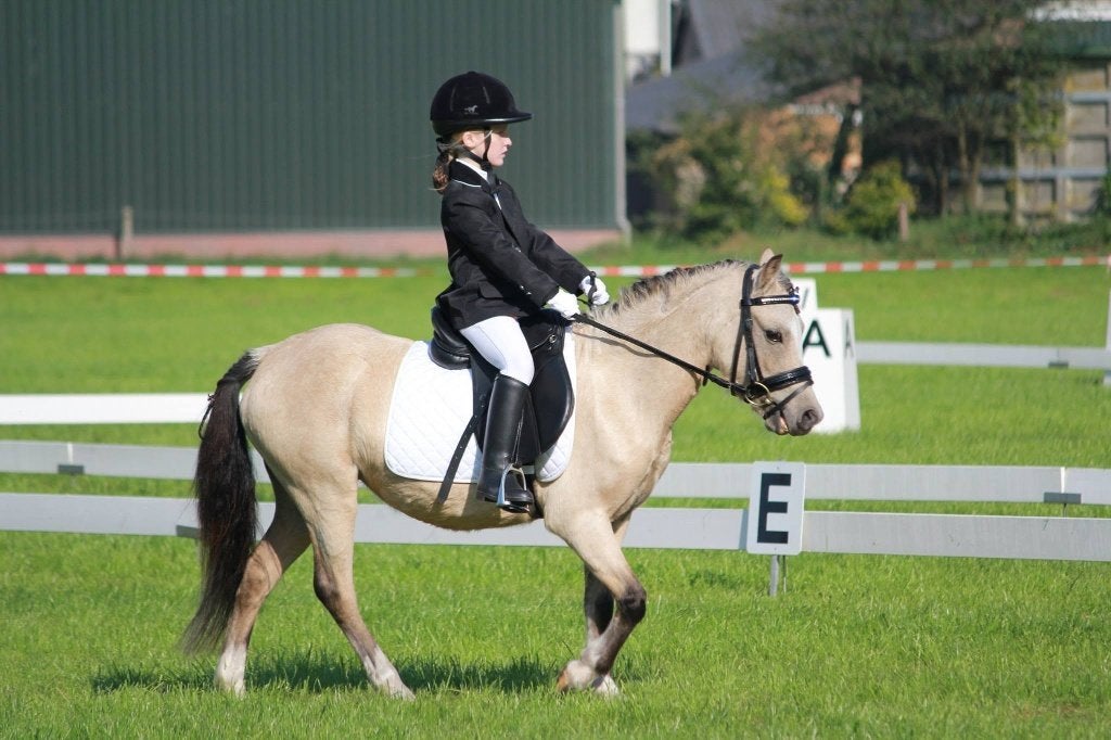 Super brave A welsh merrie, Merrie, Met stamboom, A pony (tot 1.17m), L