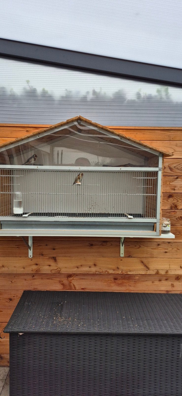 majoor putters, Dieren en Toebehoren, Meerdere dieren, Wildzangvogel, Geringd