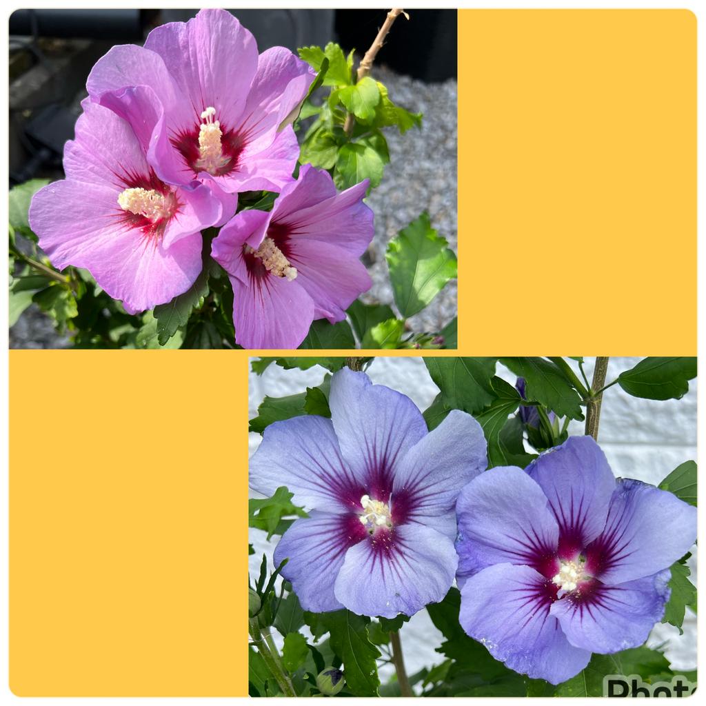 Hibiscus plant, struik, stekjes, heester ✅ verzenden, Tuin en Terras, Planten | Bomen, Ophalen of Verzenden