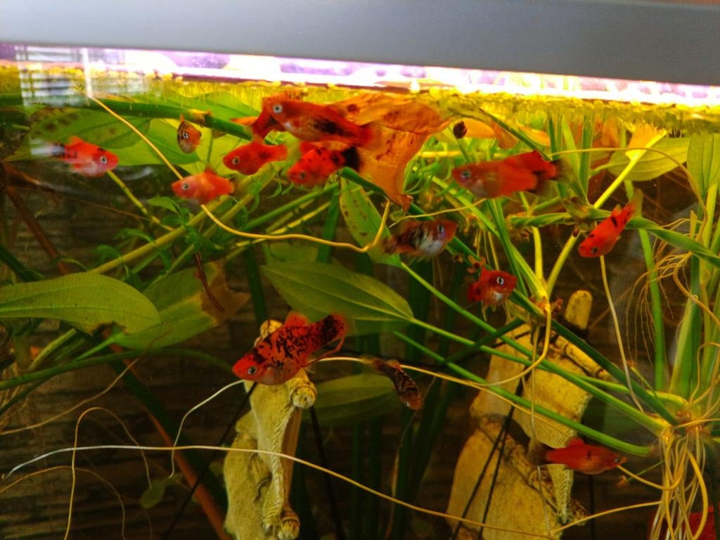 Platy's jonge, Ophalen of Verzenden
