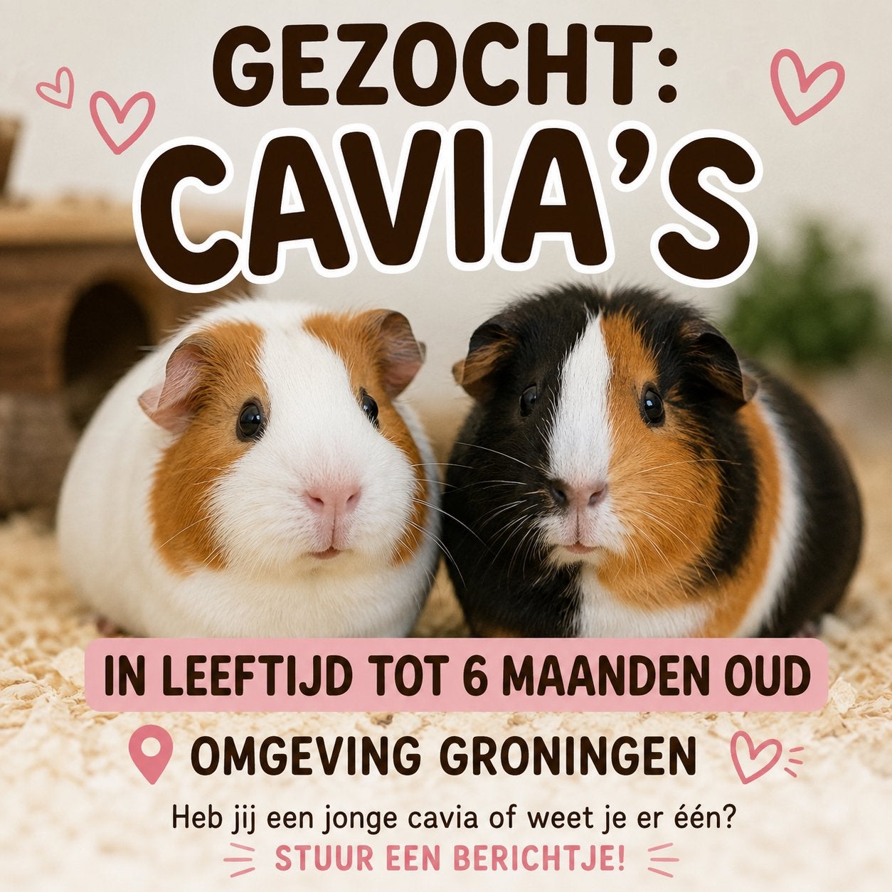 GEZOCHT cavia zeugje, Dieren en Toebehoren, Vrouwelijk, Tam, Maart, Cavia