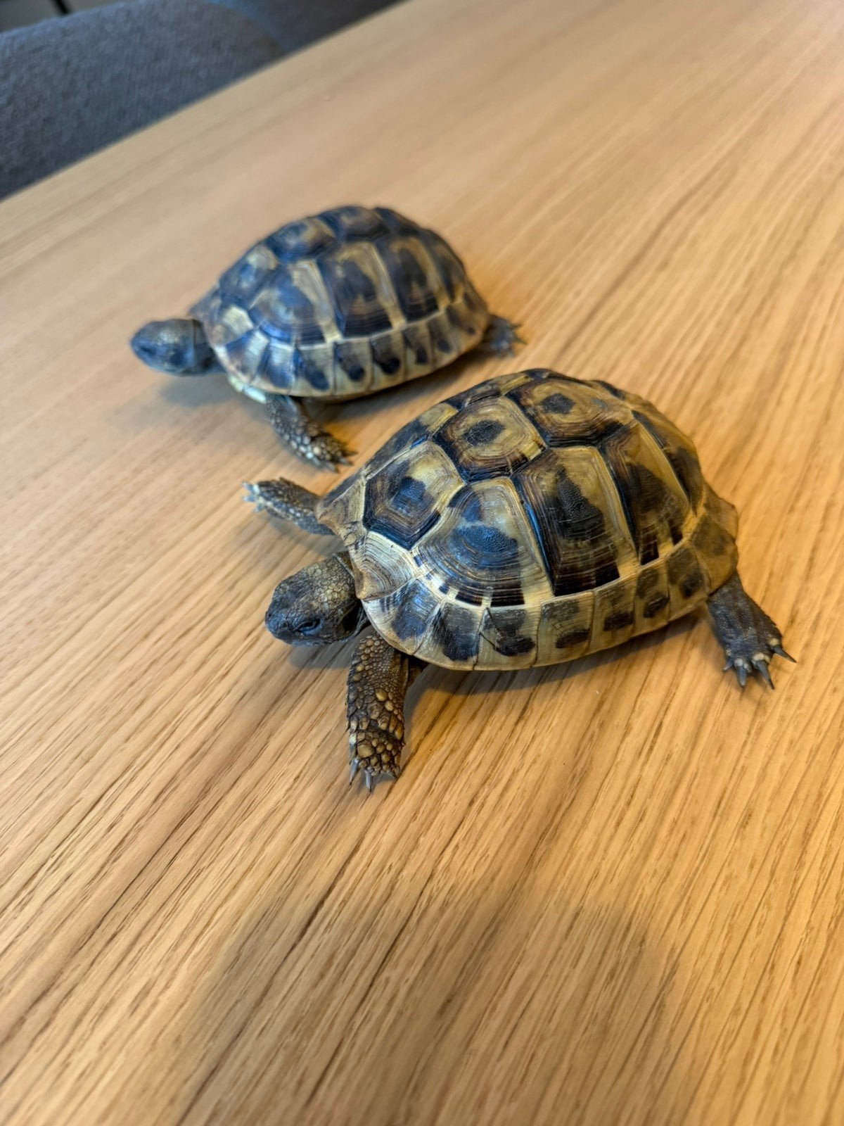 Gevraagd landschildpad, schildpadden, Dieren en Toebehoren, Reptielen en Amfibieën, Schildpad