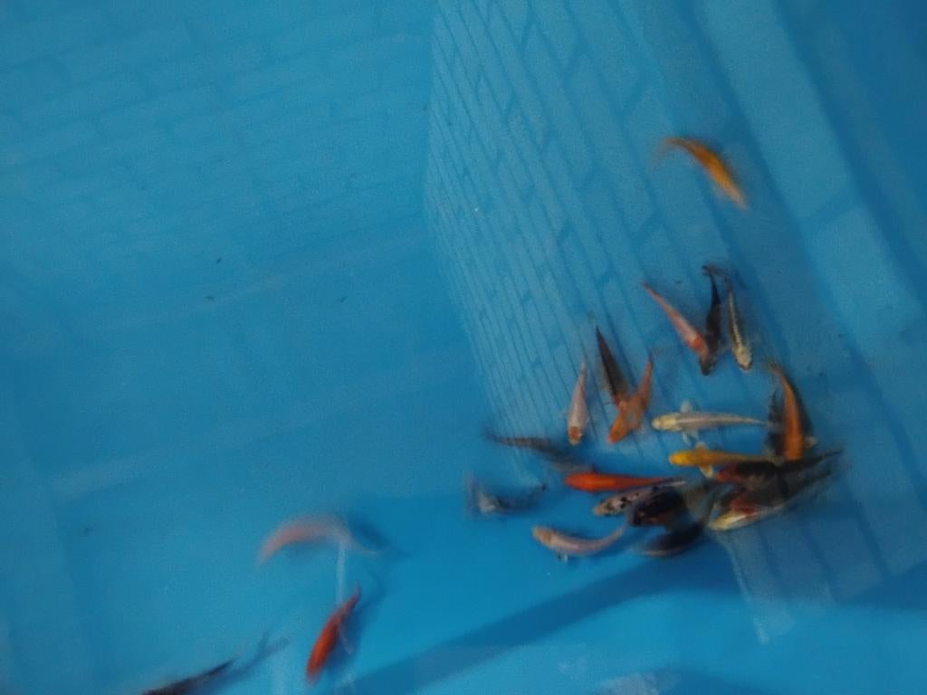 Babykoi's 7-10 cm aanbieding, Dieren en Toebehoren, Vissen | Vijvervissen, Karper of Koi