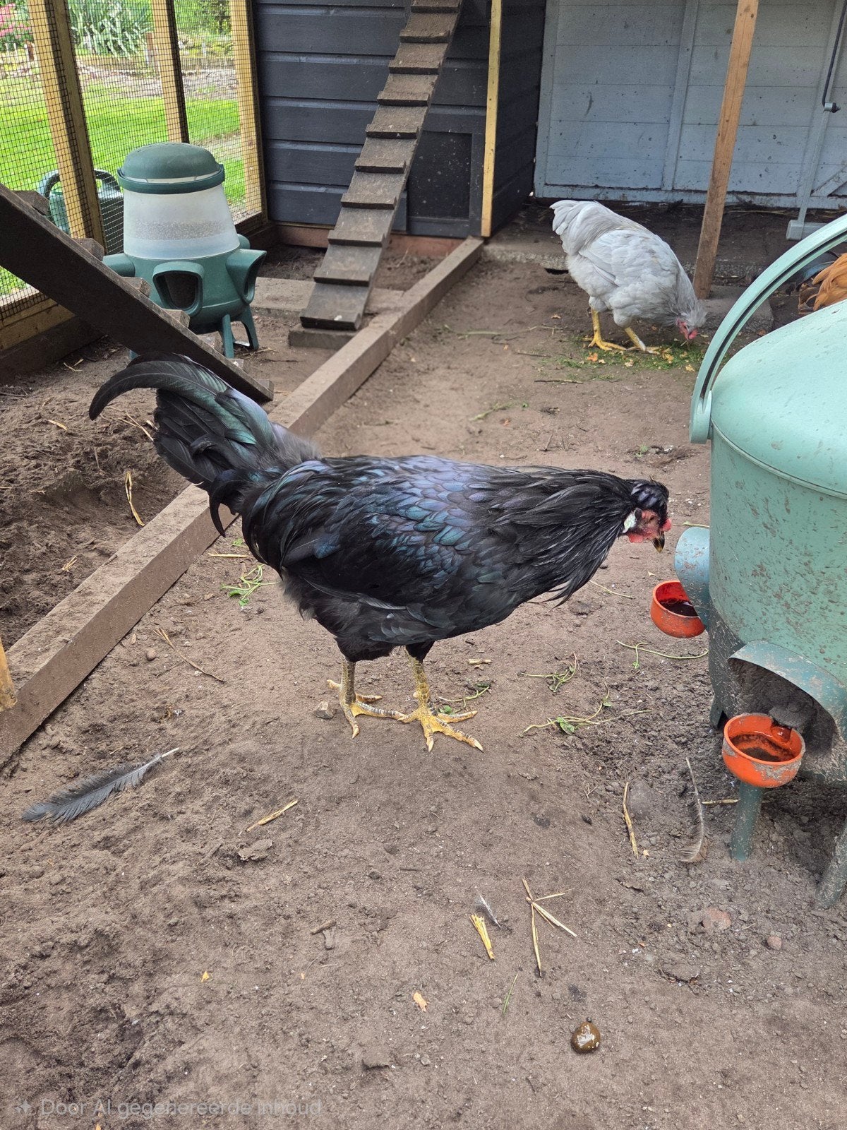 2 haantjes - 4 maanden, Dieren en Toebehoren, Mannelijk, Kip