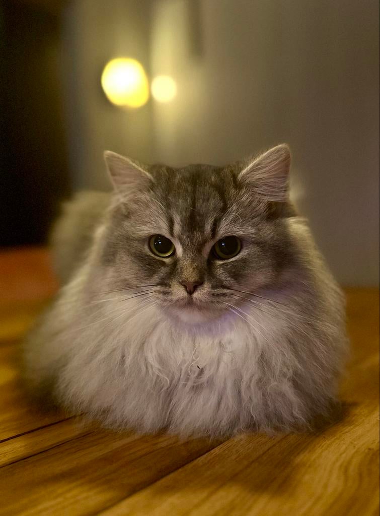Gezocht: Lieve dekkater langharig in de buurt van Hoorn., Dieren en Toebehoren, Katten en Kittens | Dekkaters, 0 tot 2 jaar