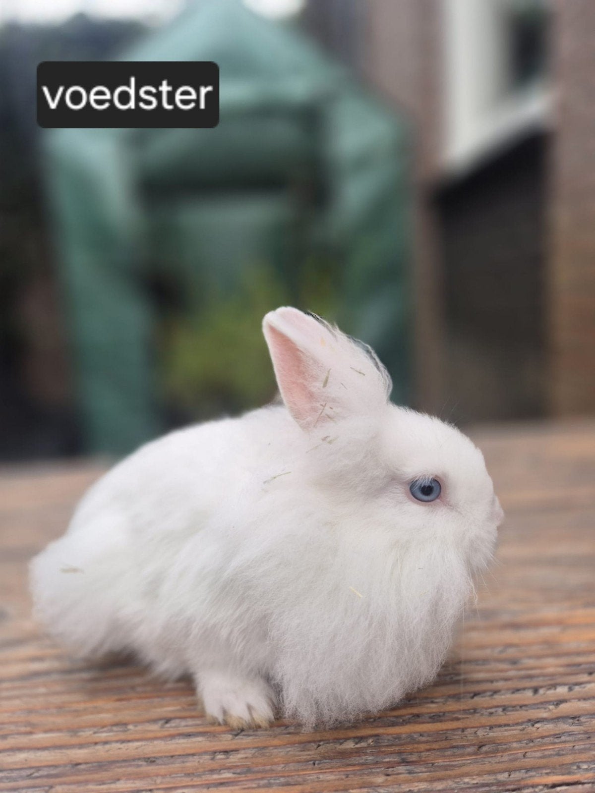 jonge konijntjes te koop!, Meerdere dieren, Klein, 0 tot 2 jaar