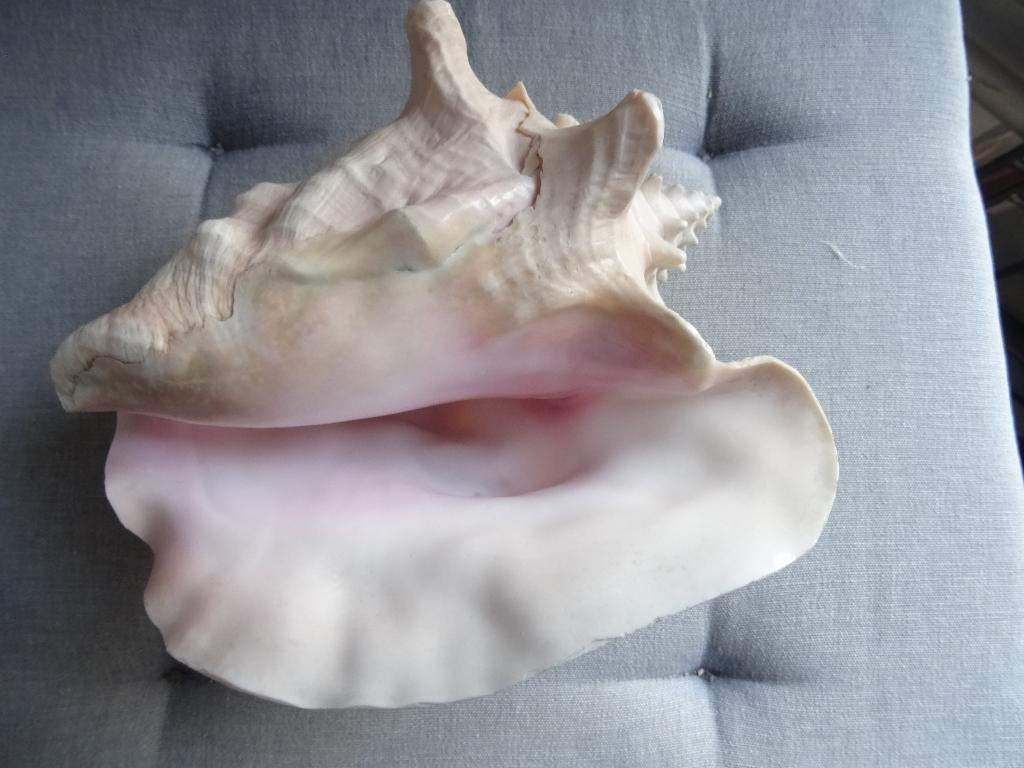 STROMBUS GIGAS, HELE GROTE SCHELP, GOEDE STAAT, Ophalen of Verzenden, Schelp(en)