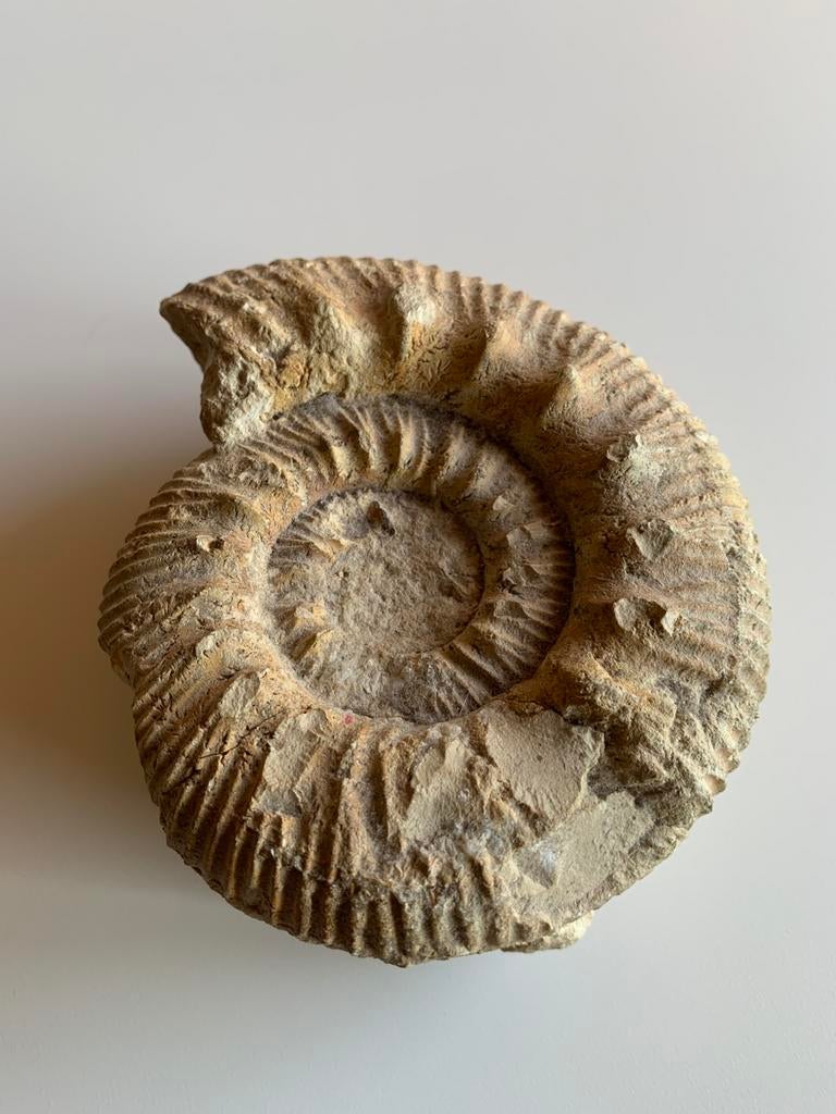 Ruwe Ammoniet, Verzamelen, Mineralen en Fossielen, Ophalen, Fossiel