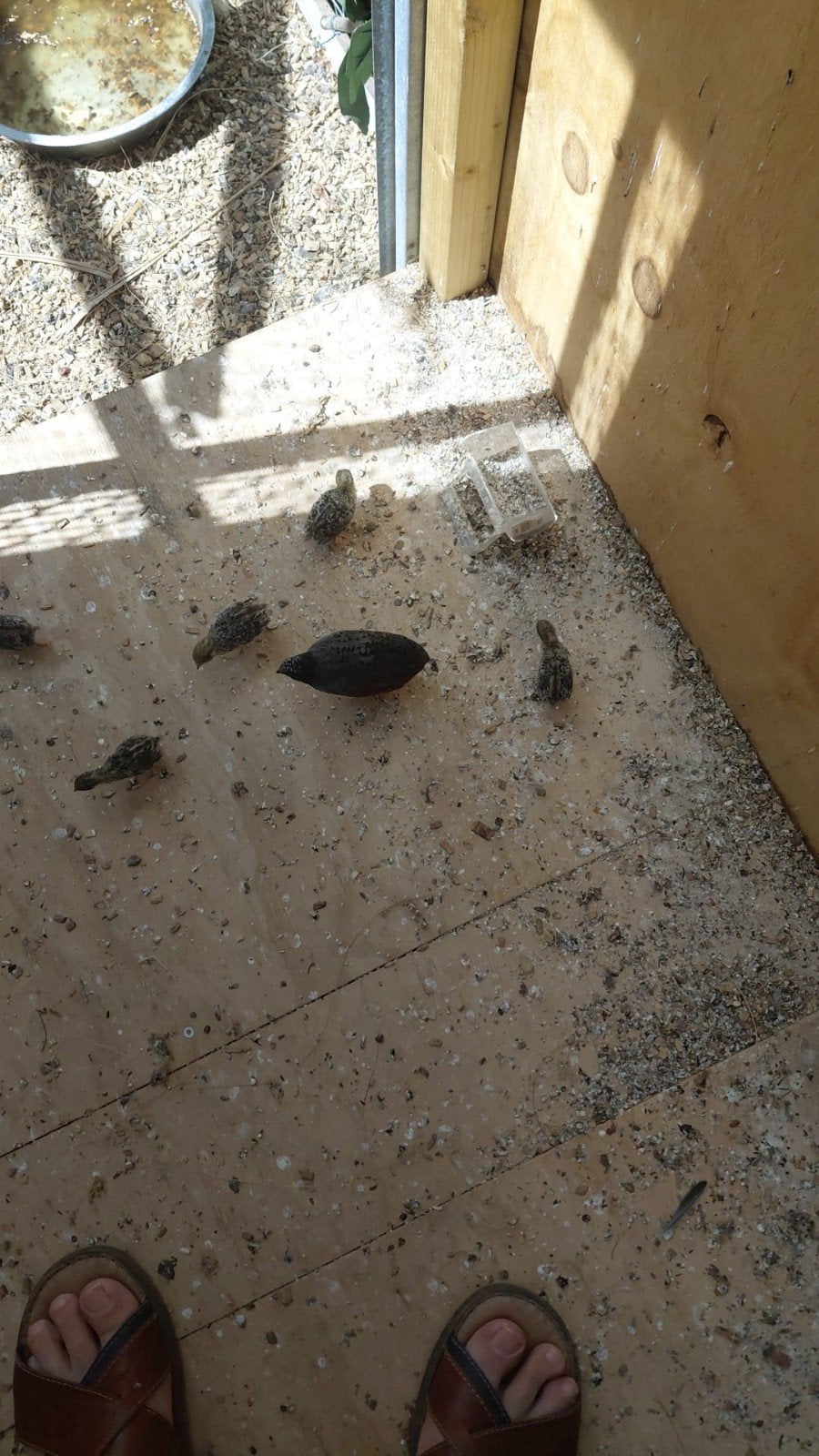 te koop, Meerdere dieren, Zangkanarie