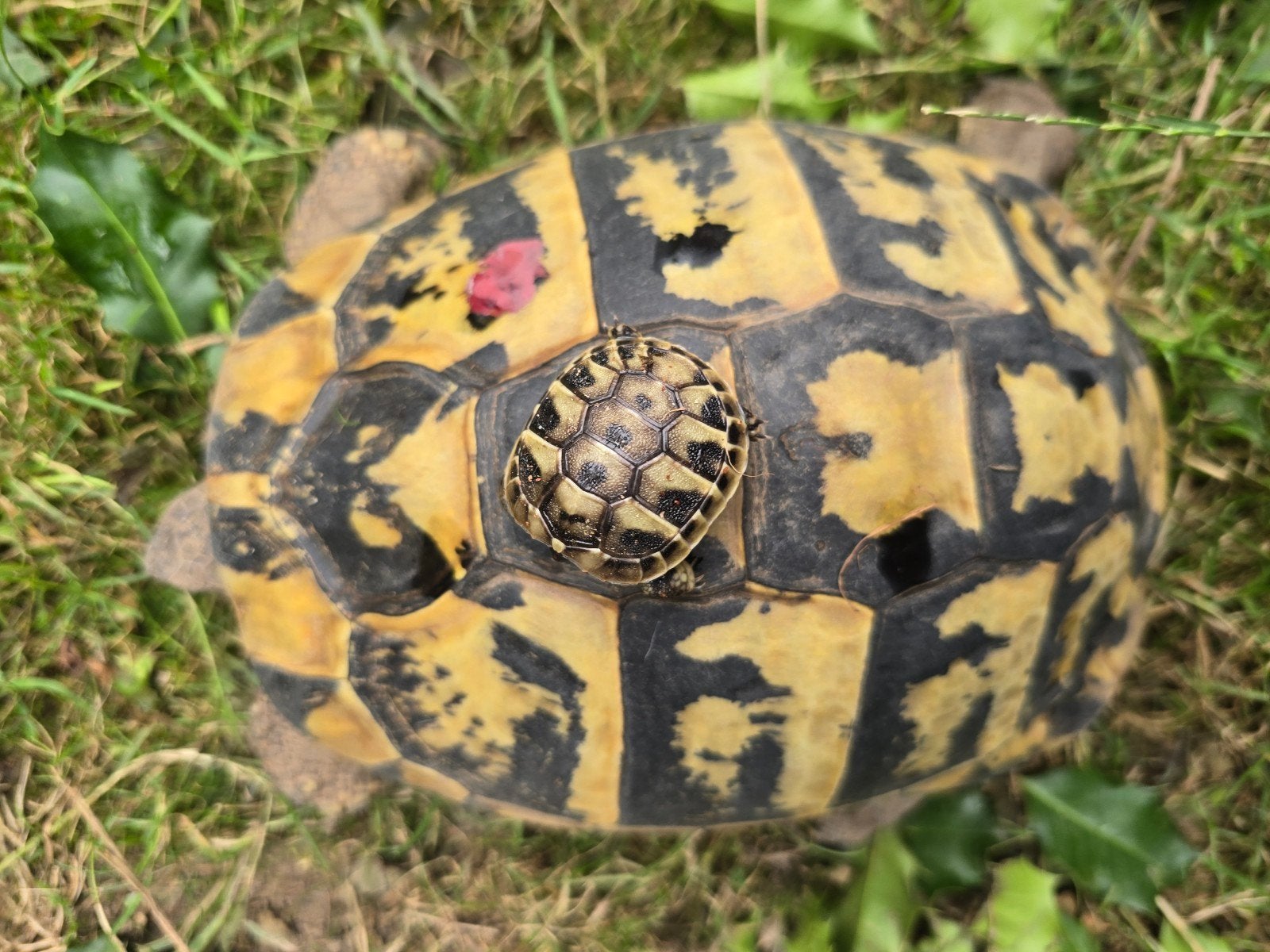 Nakweek Griekse landschildpadden Tortoise photo 3