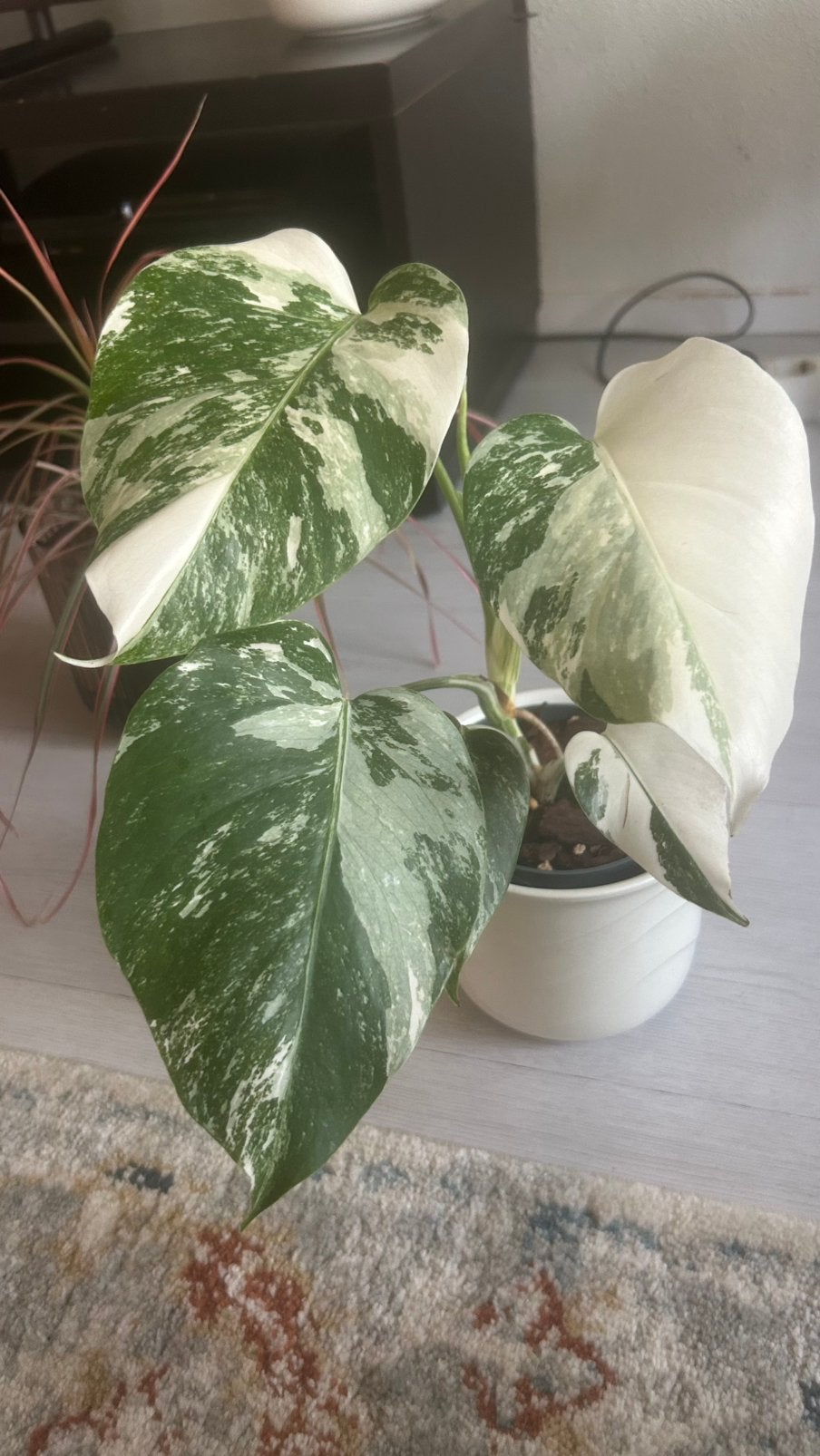 Monstera albo variegata n 8, Overige soorten, In pot, Minder dan 100 cm, Groene kamerplant