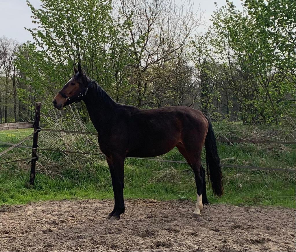 3 jarige veelzijdige merrie, Merrie, 3 tot 6 jaar