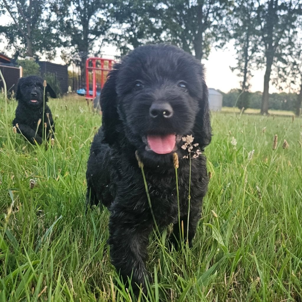 Australian Labradoodle pups geboren, Caramel, Beige & Zwart, Parvo, Overige rassen, 8 tot 15 weken, Meerdere