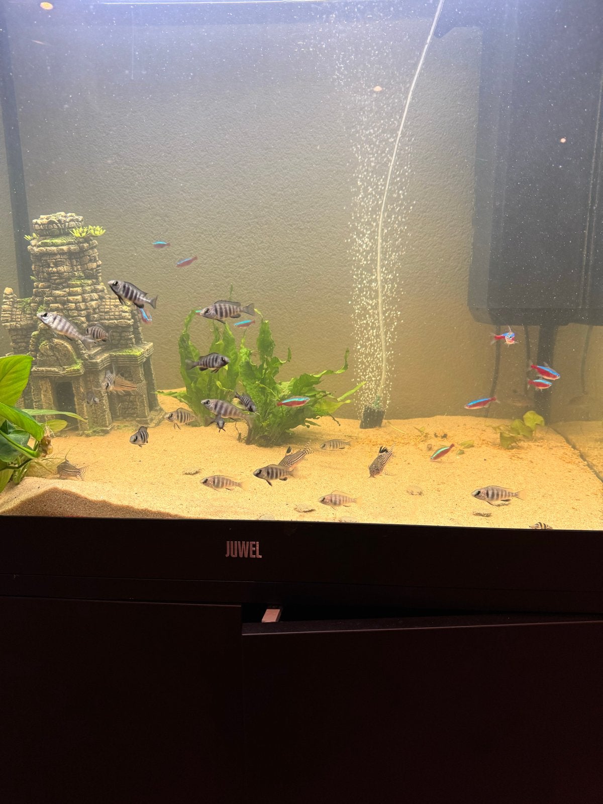 Malawi cichliden