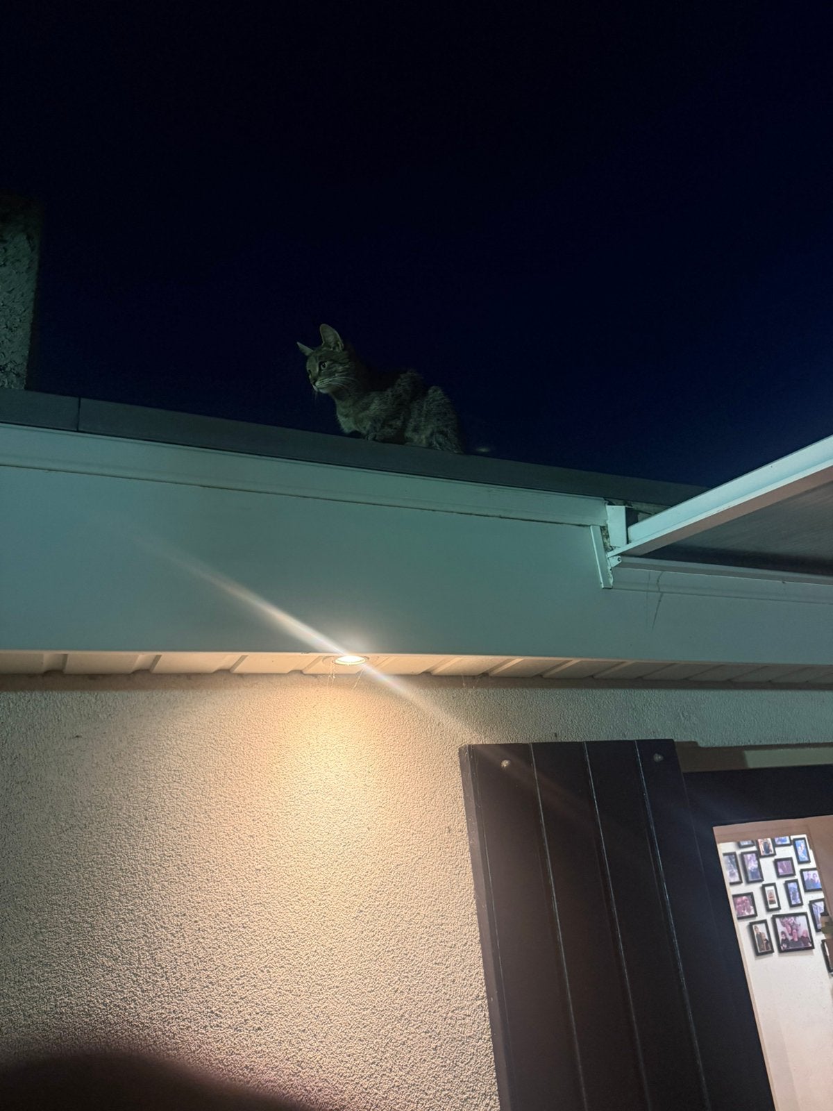 Poes, Ophalen of Verzenden, Zo goed als nieuw, Minder dan 50 watt