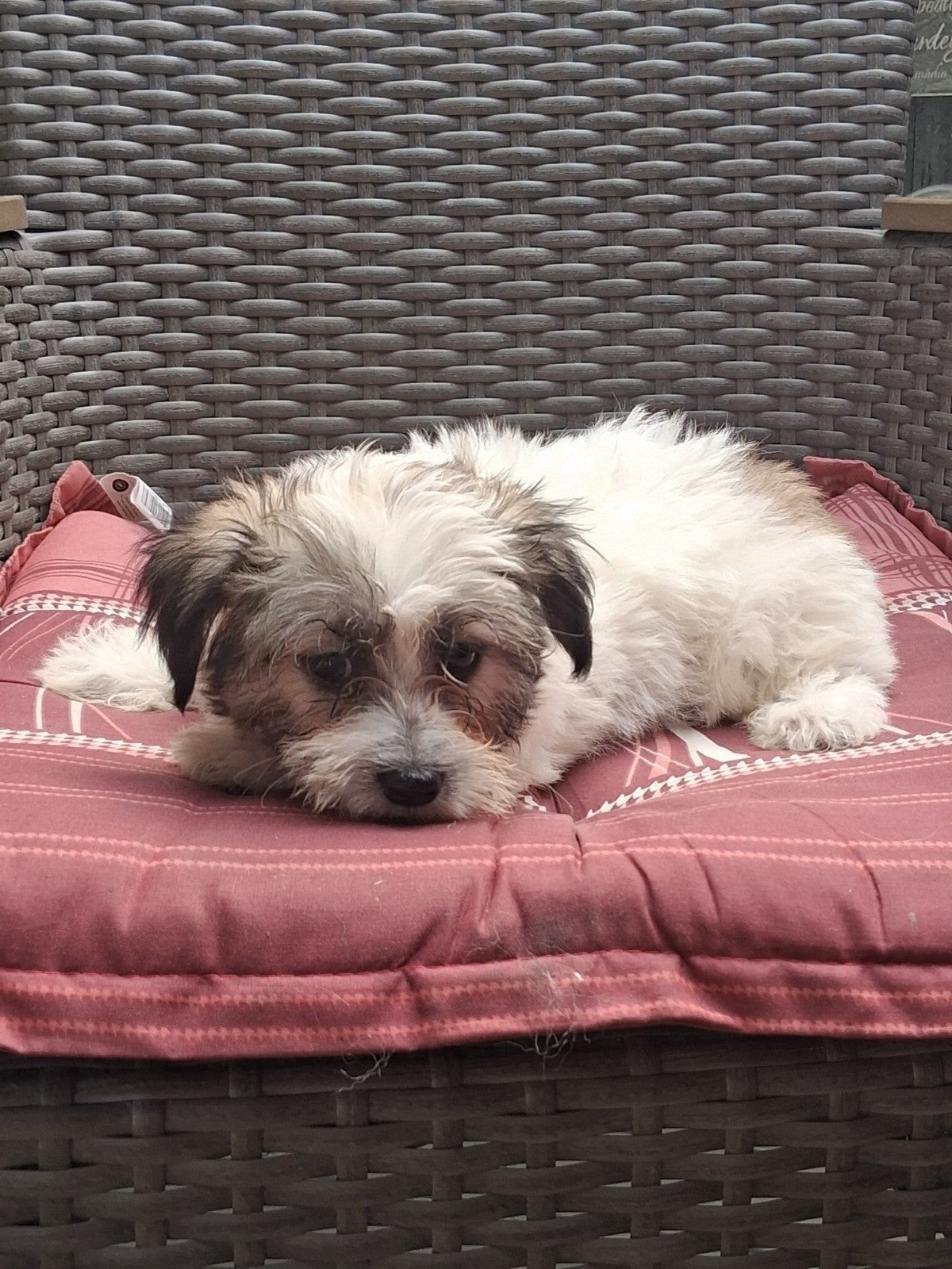 Te koop mooie speelse kleinblijvende boomer pups, Dieren en Toebehoren, Parvo, Overige rassen, 8 tot 15 weken, Meerdere