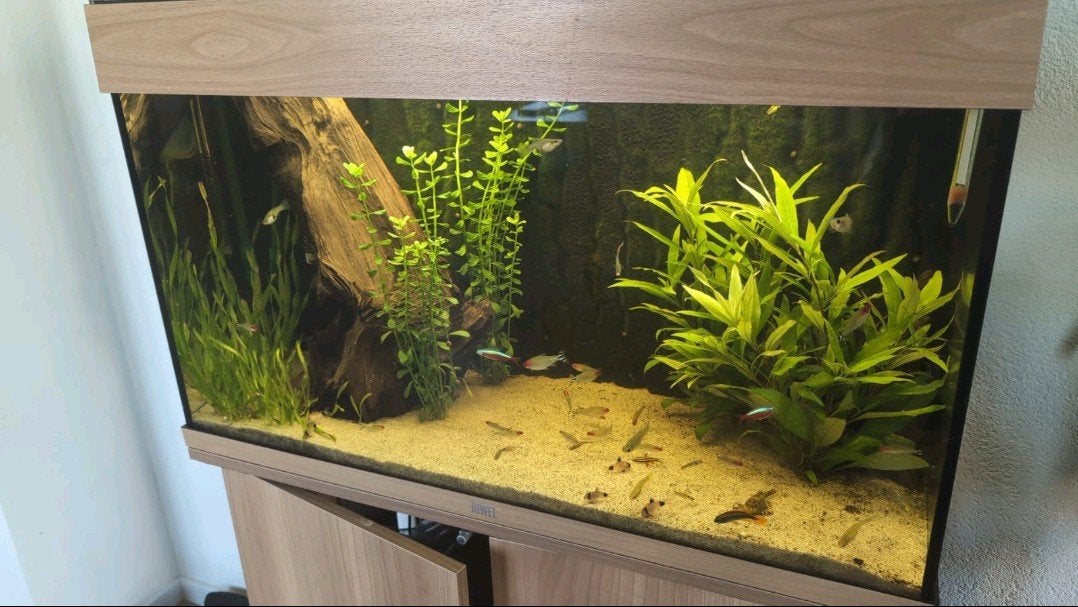 Juwel rio 180 + Eheim professionel filter, Ophalen, Gebruikt, Leeg aquarium