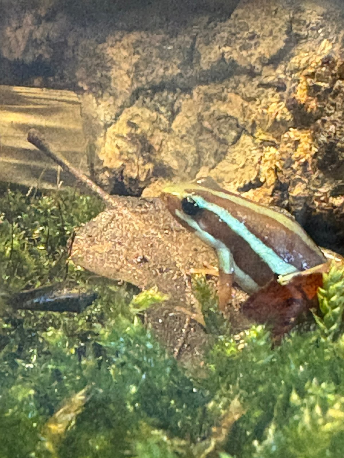 4 Epipedobates tricolor kikkers Frog photo 2