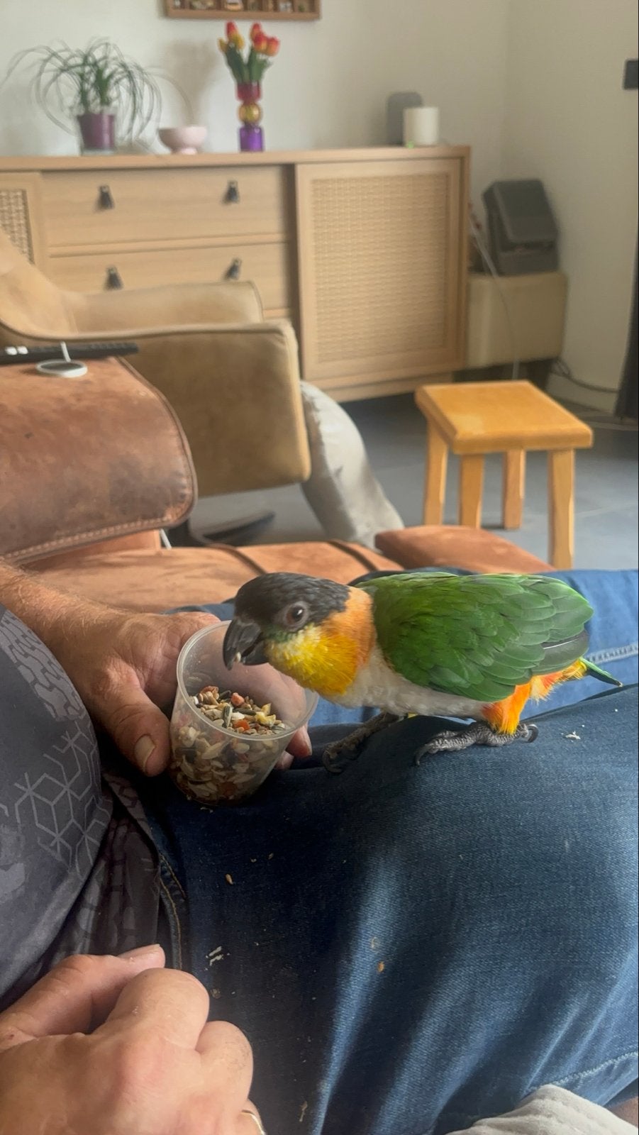caique zwart kop vrouwtje met dna certificaat, Vrouwelijk, Dwergpapegaai of Agapornis, Tam